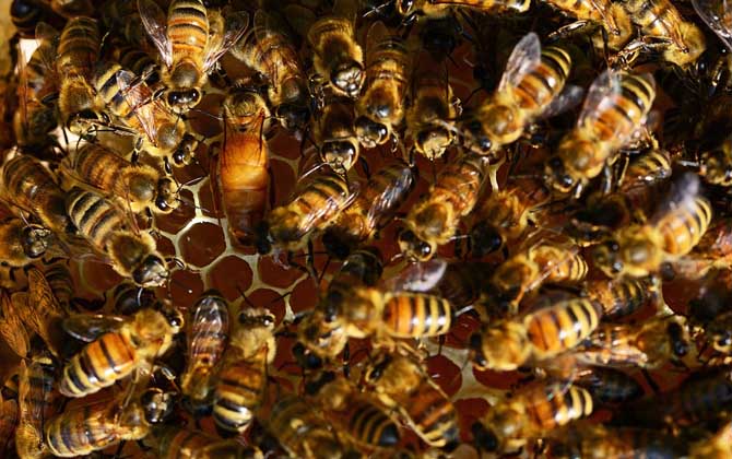 蜜蜂養(yǎng)殖十大忌諱是哪些? 蜜蜂養(yǎng)殖