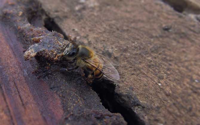 蜜蜂養(yǎng)殖十大忌諱是哪些? 蜜蜂養(yǎng)殖