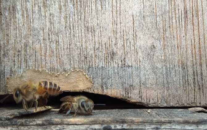 誘蜜蜂最好最快的方法 誘蜂