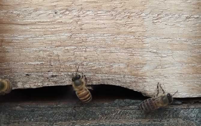 誘蜜蜂最好最快的方法 誘蜂