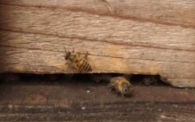 誘蜜蜂最好最快的方法 誘蜂