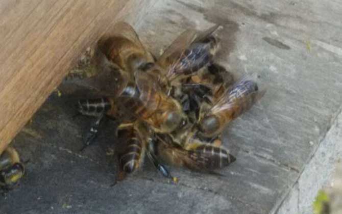 用什么東西誘蜂最快? 誘蜂