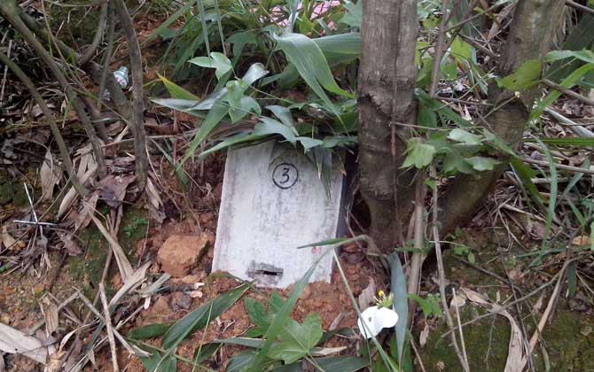 誘蜂箱來(lái)了十幾只蜂能誘到嗎? 誘蜂箱