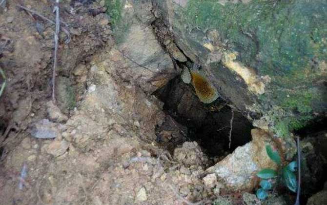 誘蜂箱誘偵查蜂技巧及注意事項 誘蜂