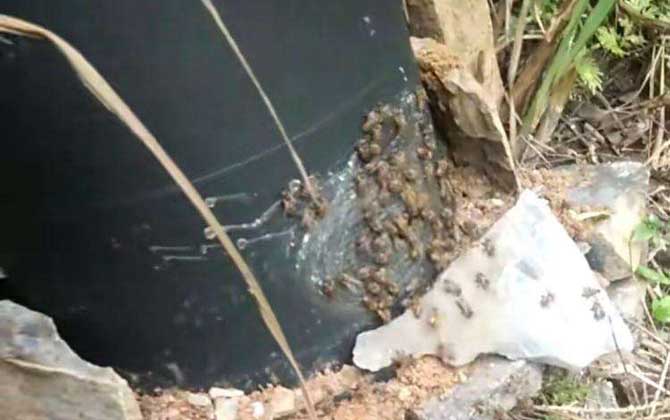 誘蜂箱誘偵查蜂技巧及注意事項 誘蜂