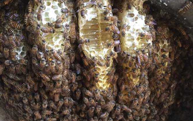 誘蜂箱誘偵查蜂技巧及注意事項 誘蜂