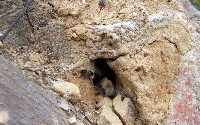 誘蜂箱誘偵查蜂技巧及注意事項 誘蜂