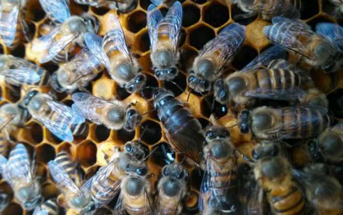 不足一脾蜂怎么快速繁殖? 蜜蜂