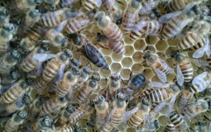 不足一脾蜂怎么快速繁殖? 蜜蜂