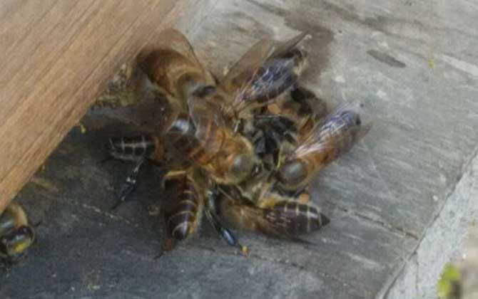 怎么誘蜂最容易來蜂? 誘蜂