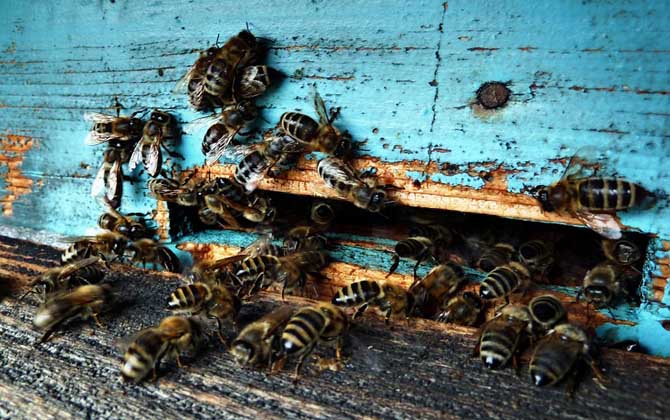 蜂箱多久開箱檢查一次? 養蜂