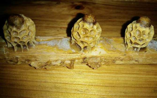 王臺封蓋后幾天能人工分蜂? 王臺