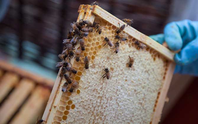 雙王群會(huì)不會(huì)導(dǎo)致分蜂? 雙王群