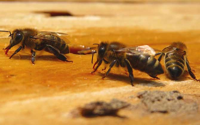 蜜蜂秋繁時間農歷什么時候? 蜜蜂秋繁