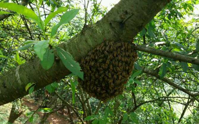 新收蜜蜂要幾天才建巢? 新收蜜蜂