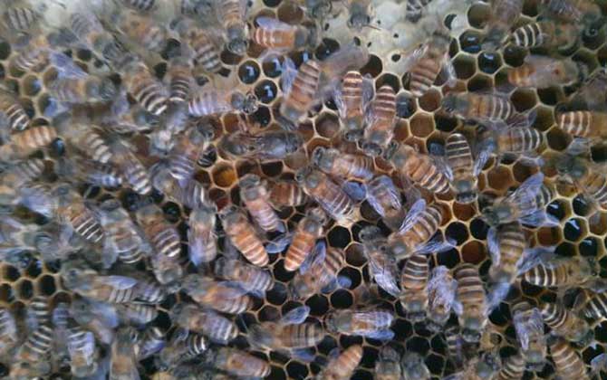 合并蜂群圍王怎么辦? 合并蜂群