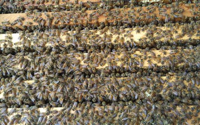 合并蜂群圍王怎么辦? 合并蜂群