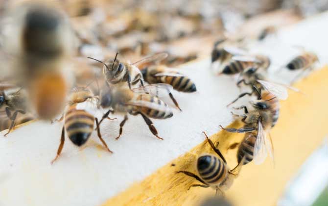 合并蜂群多久可以穩(wěn)定下來? 合并蜂群