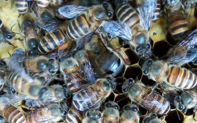 10度以下可以春繁嗎? 春繁