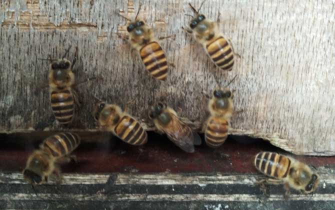 蜜蜂怎樣才能快速春繁? 蜜蜂春繁