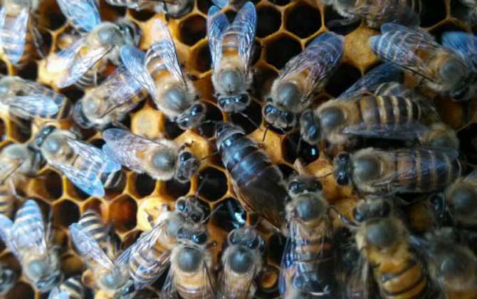 蜜蜂晚上介王容易成功嗎? 介王