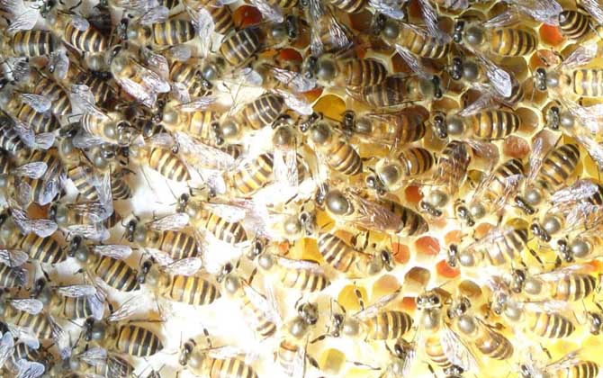 蜜蜂晚上介王容易成功嗎? 介王