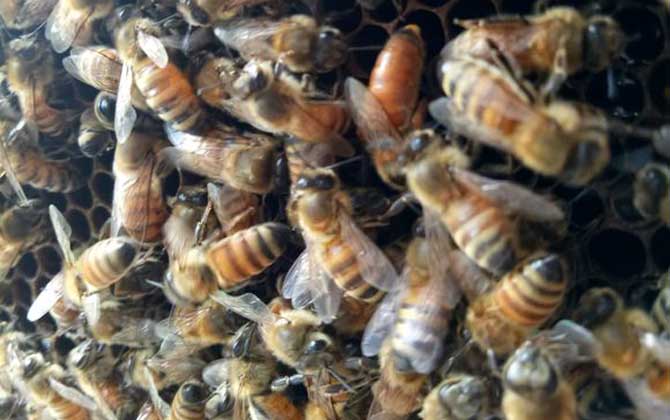 春繁蜜蜂怎么樣做起群快? 蜜蜂春繁