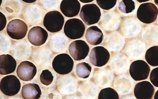 中蜂病蟲害種類及圖片大全 爛子病