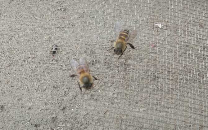 中蜂爬蜂病怎樣防治? 馬氏管變形蟲病