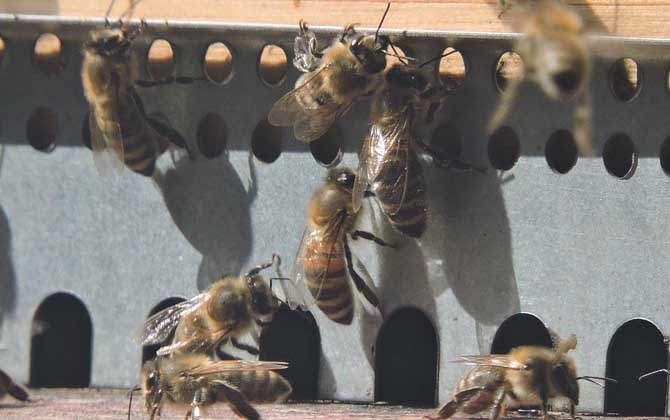 意蜂治療大小蜂螨用什么藥好? 意蜂