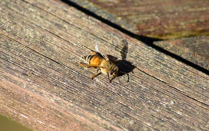 意蜂治螨最有效的方法 意蜂治螨