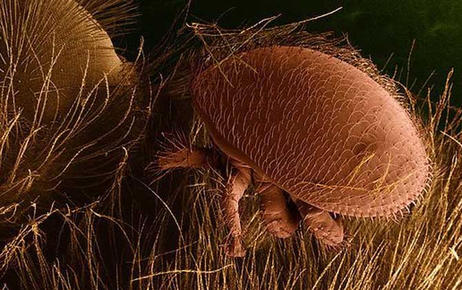 治蜂螨小妙招及注意事項 治蜂螨