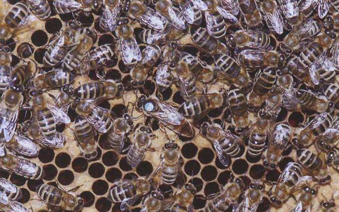 我國養殖的蜜蜂有哪些?除了中蜂和意蜂,這些蜂種也是大名鼎鼎! 新疆黑蜂