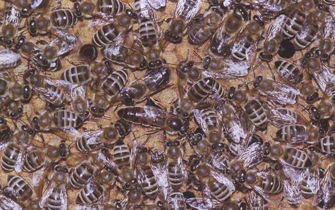 我國養殖的蜜蜂有哪些?除了中蜂和意蜂,這些蜂種也是大名鼎鼎! 高加索蜂