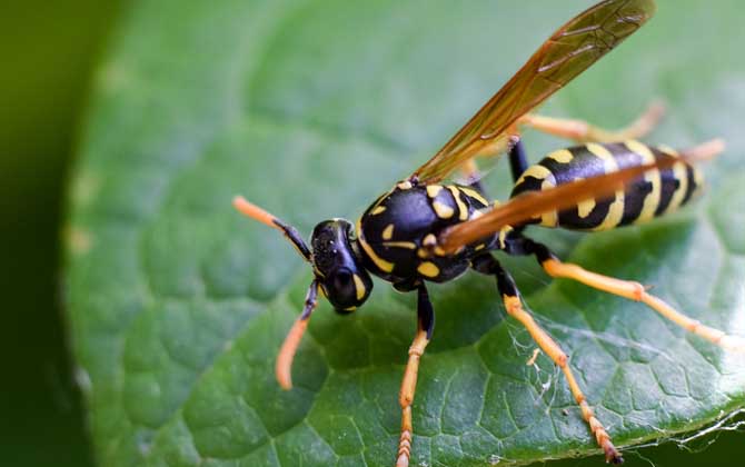 被馬蜂蟄了找不到毒刺?你可能搞錯了,馬蜂蟄人后不會留下毒刺! 馬蜂