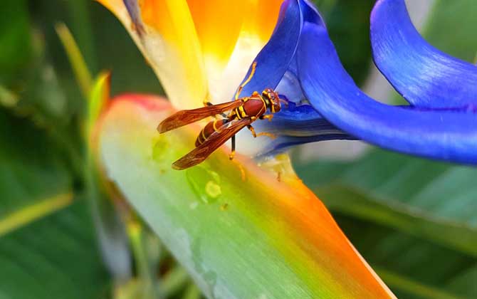 被馬蜂蟄了找不到毒刺?你可能搞錯了,馬蜂蟄人后不會留下毒刺! 馬蜂