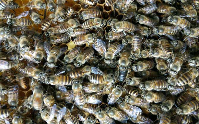 養蜜蜂有人賺錢,也有人虧錢,想養蜂賺到錢這些性格必須得改改! 養蜂