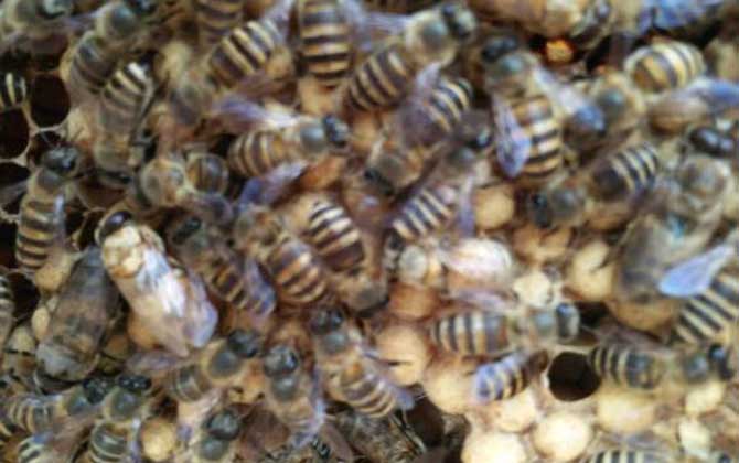 蜜蜂養(yǎng)殖雖然能賺錢,但不是任何地方都能養(yǎng),除非具備這些條件! 蜜蜂養(yǎng)殖