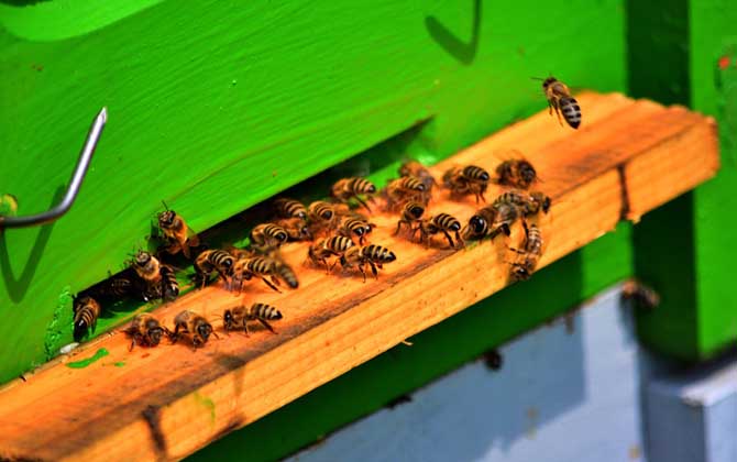 養蜂雖然能發家致富,但不是所有人都能養,除非你具備這些條件! 蜜蜂養殖
