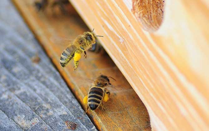 養蜂雖然能發家致富,但不是所有人都能養,除非你具備這些條件! 蜜蜂養殖