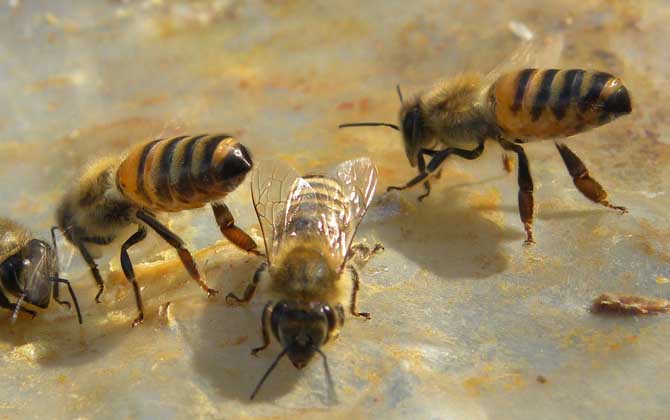 養蜂雖然能發家致富,但不是所有人都能養,除非你具備這些條件! 蜜蜂養殖