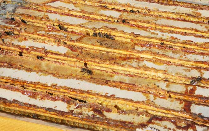 養(yǎng)蜂不僅僅只有蜂蜜,還有它們,有些蜂產(chǎn)品甚至比黃金還金貴! 蜂膠