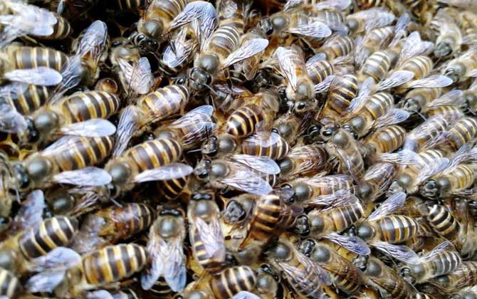 工蜂的確能變成蜂王,但條件極為苛刻,一生中有且只有一次機(jī)會(huì)! 蜂王