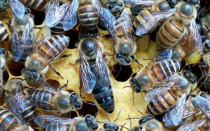 工蜂的確能變成蜂王,但條件極為苛刻,一生中有且只有一次機(jī)會(huì)! 蜂王