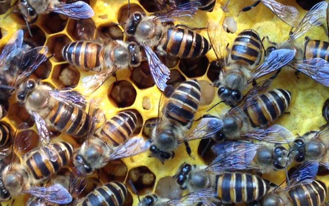 工蜂的確能變成蜂王,但條件極為苛刻,一生中有且只有一次機(jī)會(huì)! 蜂王