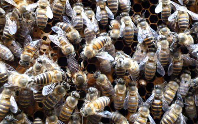 工蜂的確能變成蜂王,但條件極為苛刻,一生中有且只有一次機(jī)會(huì)! 蜂王