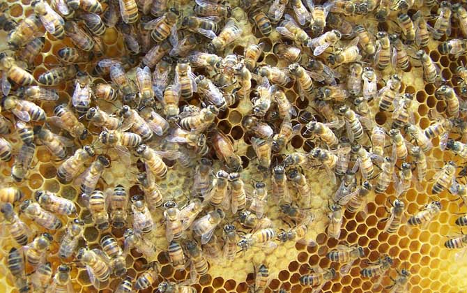 蜂王雖然被稱為王,但并不是“王”,蜂群實際上是工蜂“當家”! 蜂王