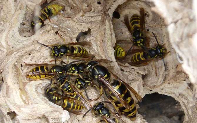 被馬蜂蟄了能自愈嗎?不嚴重時1~3天可自愈,嚴重時可致人死亡! 馬蜂