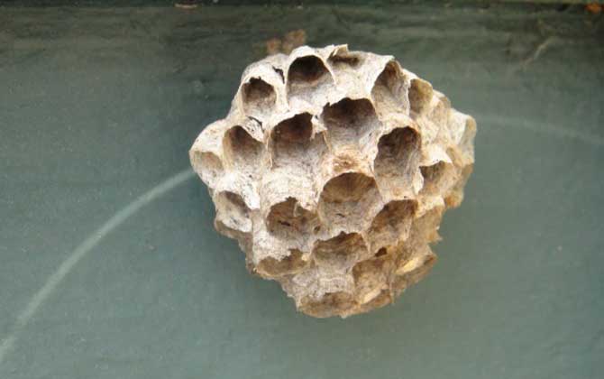 被馬蜂蟄了能自愈嗎?不嚴重時1~3天可自愈,嚴重時可致人死亡! 馬蜂