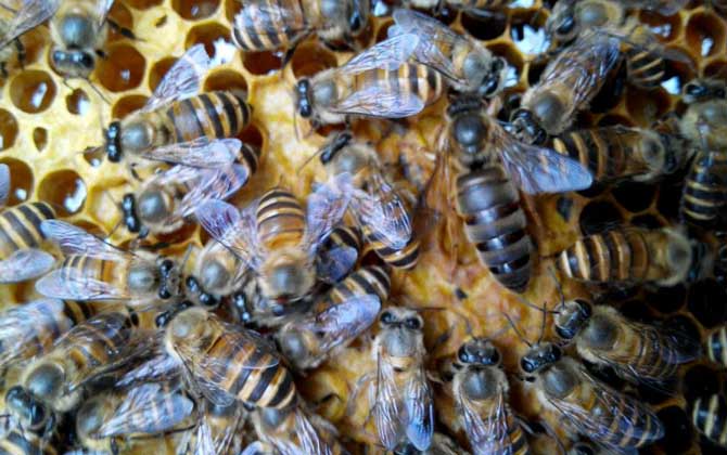 蜂種是養蜂效益的關鍵,試試這幾種方法,人工選擇改良蜂種質量! 蜂種